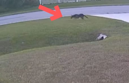 Hund rennt über Wiese