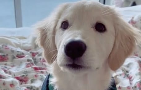 Golden Retriever-Welpe