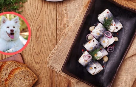 Pies i śledzie - czy może je jeść?