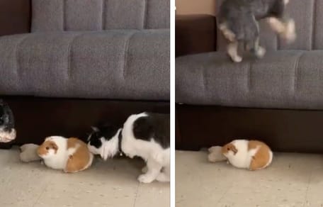 Kot zaczepia świnkę morską. Wtedy przybiega pies i zmienia bieg wydarzeń (video)