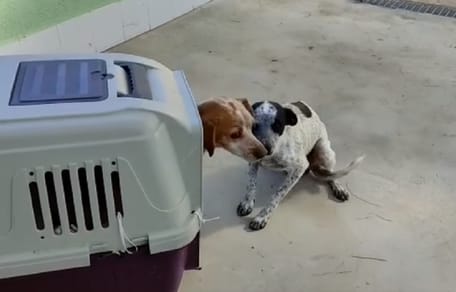 reencuentro dos perras abandonadas