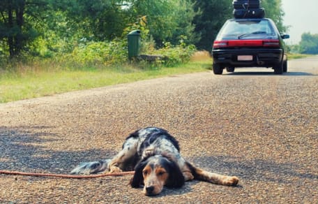 perro abandonado en la carretera por su familia