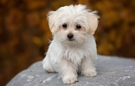Un magnifique Bichon blanc