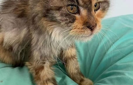 Katze