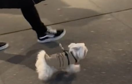 Un chien dans la rue