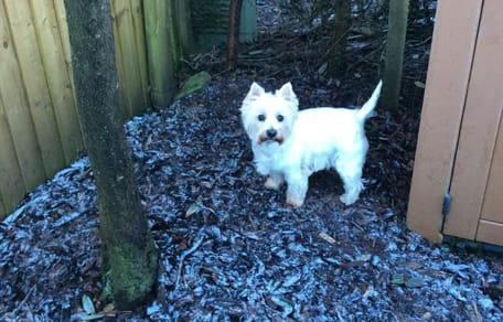 Abbi, chien West Highland White Terrier