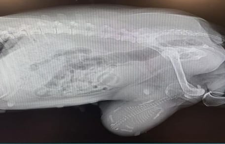 radiografia del cane