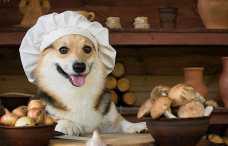 Un chien devant un bol d'ail