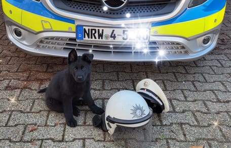 cane poliziotto nero