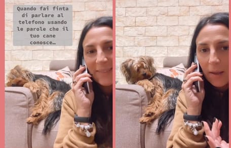 cane yorkshire terrier ascolta incuriosito la telefonata