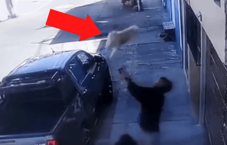 Mann fängt Hund auf