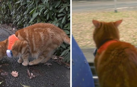 gatto rosso sul bus