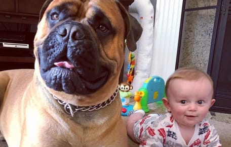 Bullmastiff neben Baby