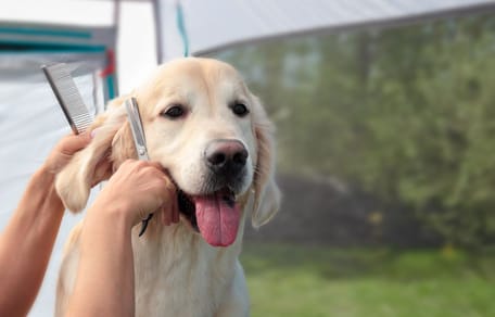 Golden Retriever reagiert auf Haarschnitt.