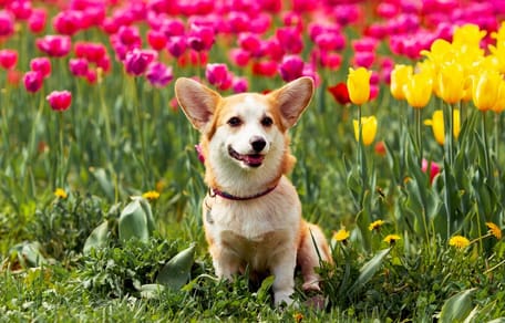 Hund im Tulpenfeld