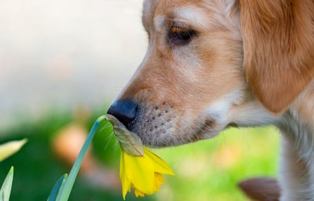 Hund und Narzisse