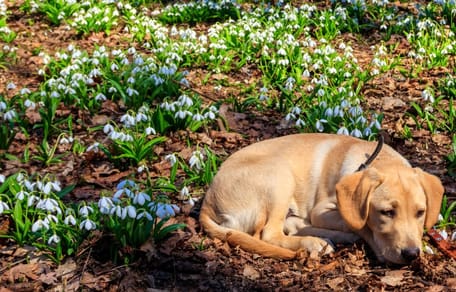 Sind Schneeglöckchen giftig für Hunde?