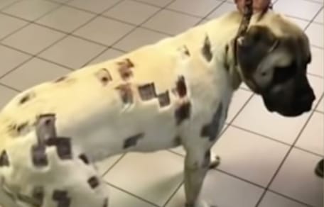 Hund mit Löchern