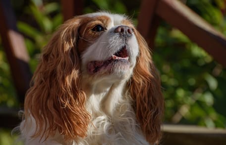 Un Cavalier King Charles