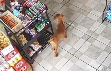 Ein Welpe in einem Laden