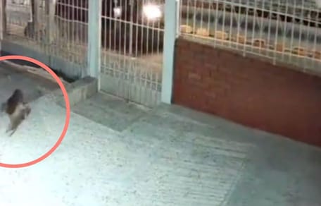 perro perdido regresa a su casa video