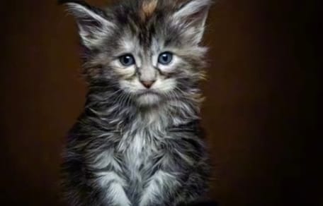 Maine Coon