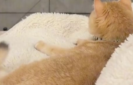 Katze auf einem Bett