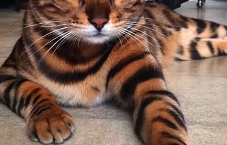 Thor, die Bengalkatze