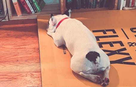 Französische Bulldogge