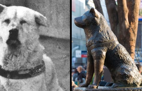 Hachiko : la vraie histoire du chien japonais le plus fidèle de tous les temps
