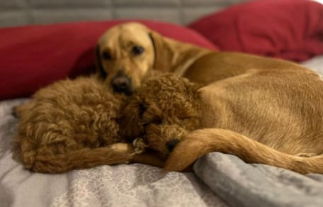 Zwei Hunde kuscheln