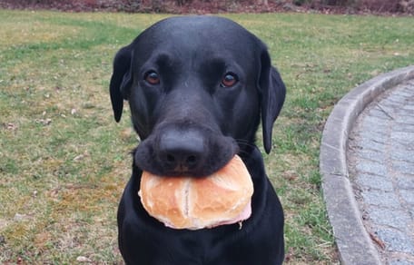 Schwarzer Hund mit Wurstbrötchen im Maul