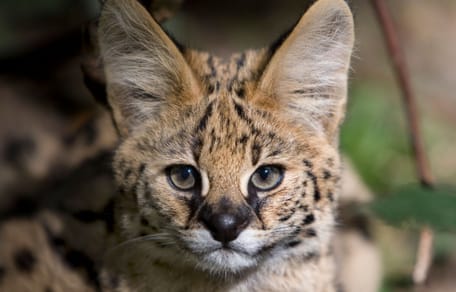 gatto serval africano