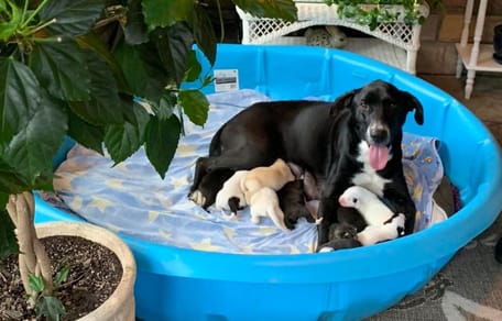 Kela und ihre Welpen