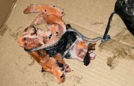 Fischreste in einem Pappkarton