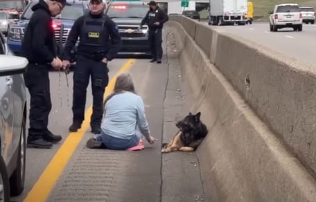 Schäferhund auf der Autobahn