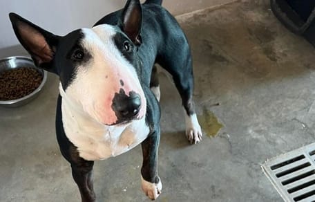 Dueño de bull terrier muere en el aeropuerto