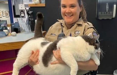 gato más gordo del mundo