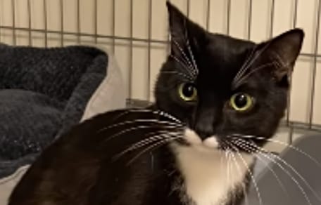 Schwarzer Kater mit aufgerissenen Augen