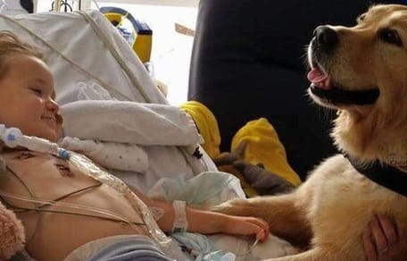 Hund im Krankenhaus
