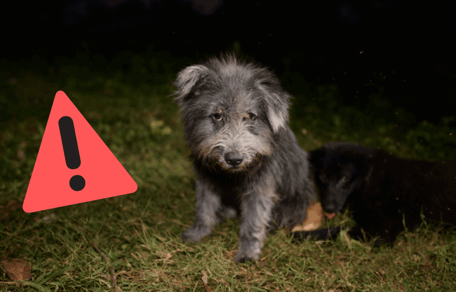 Babesiose beim Hund