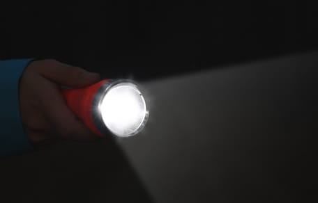 Stralsund Rettung 12 Hunde