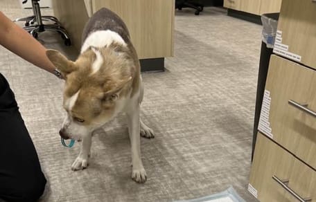Hund Stoffspielzeug ausgekotzt