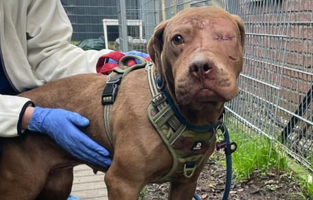 Hund wartet stundenlang weinend hinter der Tür, nachdem Herrchen