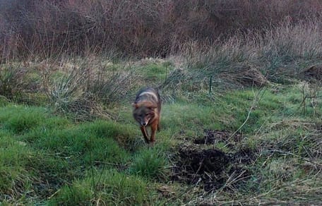 Goldschakal Schleswig-Holstein
