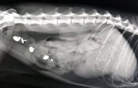 Röntgenbild Katze