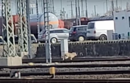 Wolf auf Bahngleisen