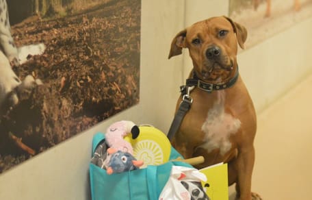 Tierheim-Hund wartet auf Abholung