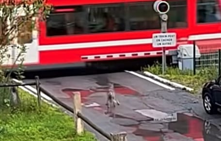 Wolf wartet am Bahnübergang