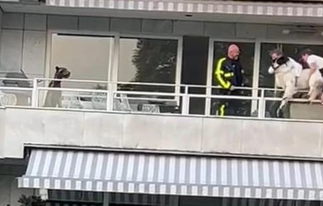 Hund von Balkon gerettet